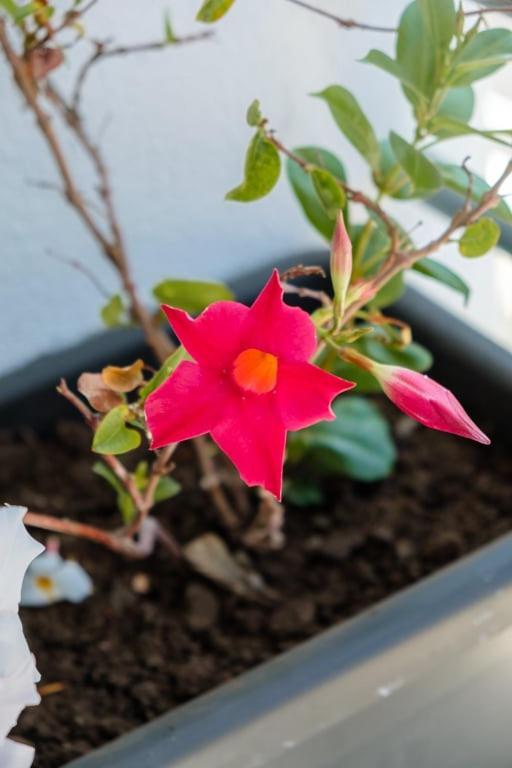 Guestready - A Sunny Delight In Funchal Apartment Ngoại thất bức ảnh